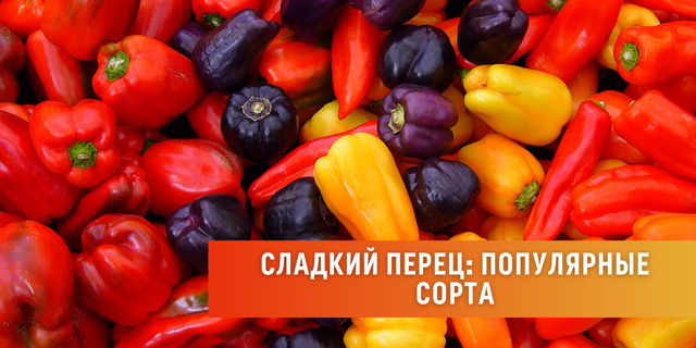 Сладкий перец: популярные сорта