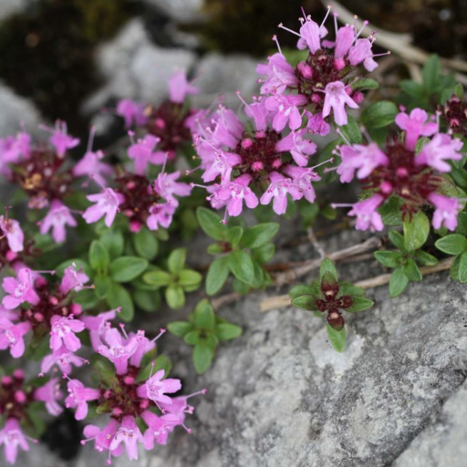 Тимьян ложнопушистый Thymus