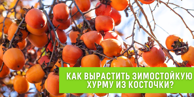 Как вырастить хурму, приспособленную к русским зимам, из косточки?🍊