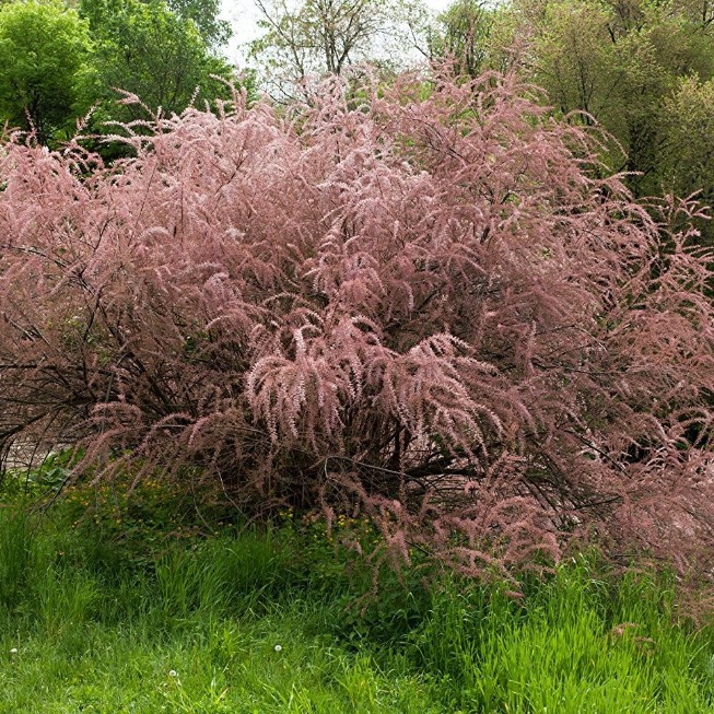 Гребенщик мелкоцветный фото