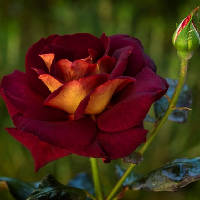 Фото розы эдди митчелл фото и описание