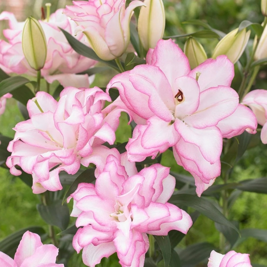 Лилия Роузлили Аннушка - Dolina-Sad.Ru