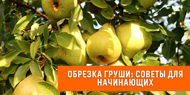 Обрезка груши - советы для начинающих 🍐