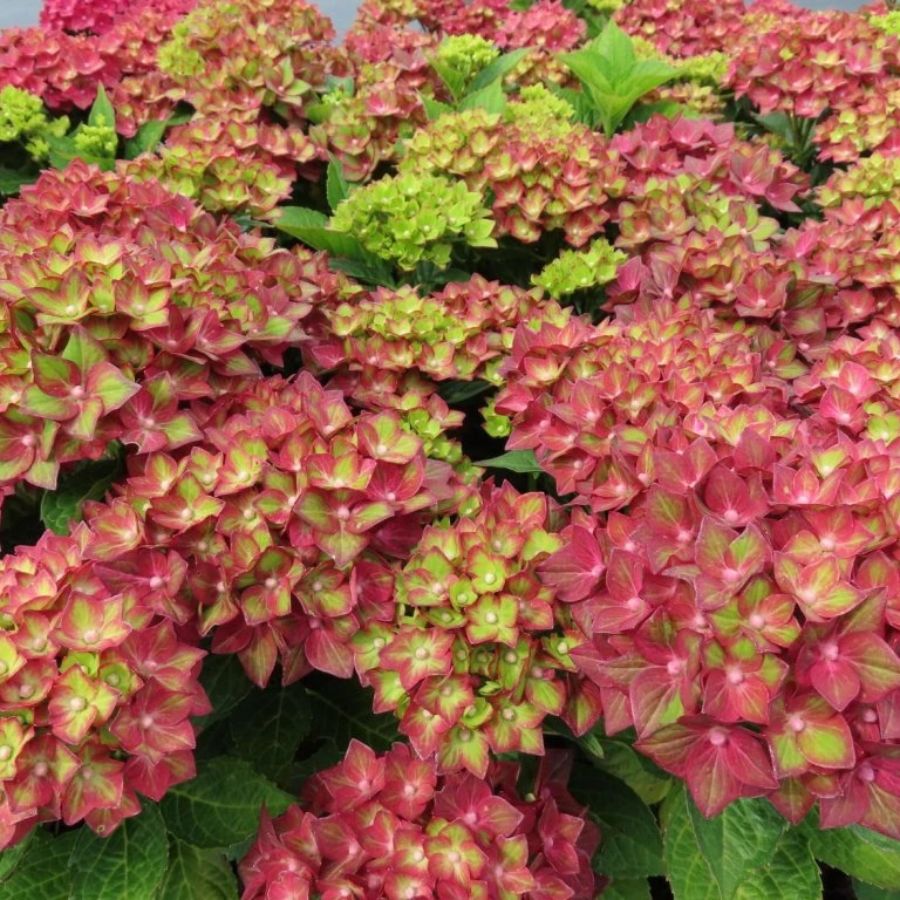 Гортензия крупнолистная Ребелион Ред Лав Гортензия крупнолистная Ребелион Ред Лав - Dolina-Sad.Ru