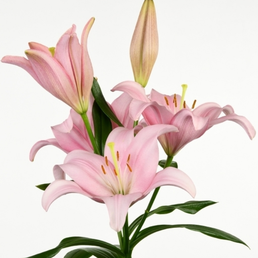 Лилия Лексингтон - Dolina-Sad.Ru