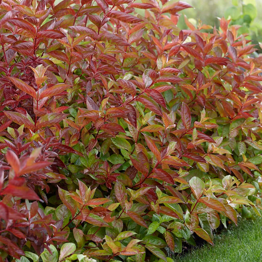 Вейгела цветущая Вингс оф Файер, С3 - Dolina-Sad.Ru