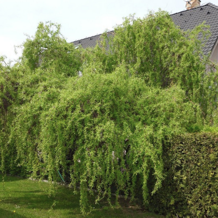 Пао ива. Ива Вавилонская Тортуоза. Ива Вавилонская (Salix babylonica). Ива Матсудана Erythroflexuosa. Ива Матсудана tortuosa..