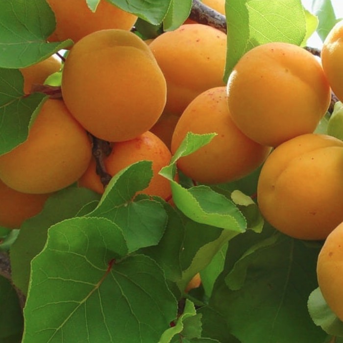 Сорт абрикоса погремок фото и описание