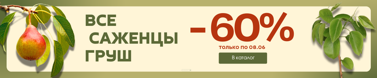 груши -60