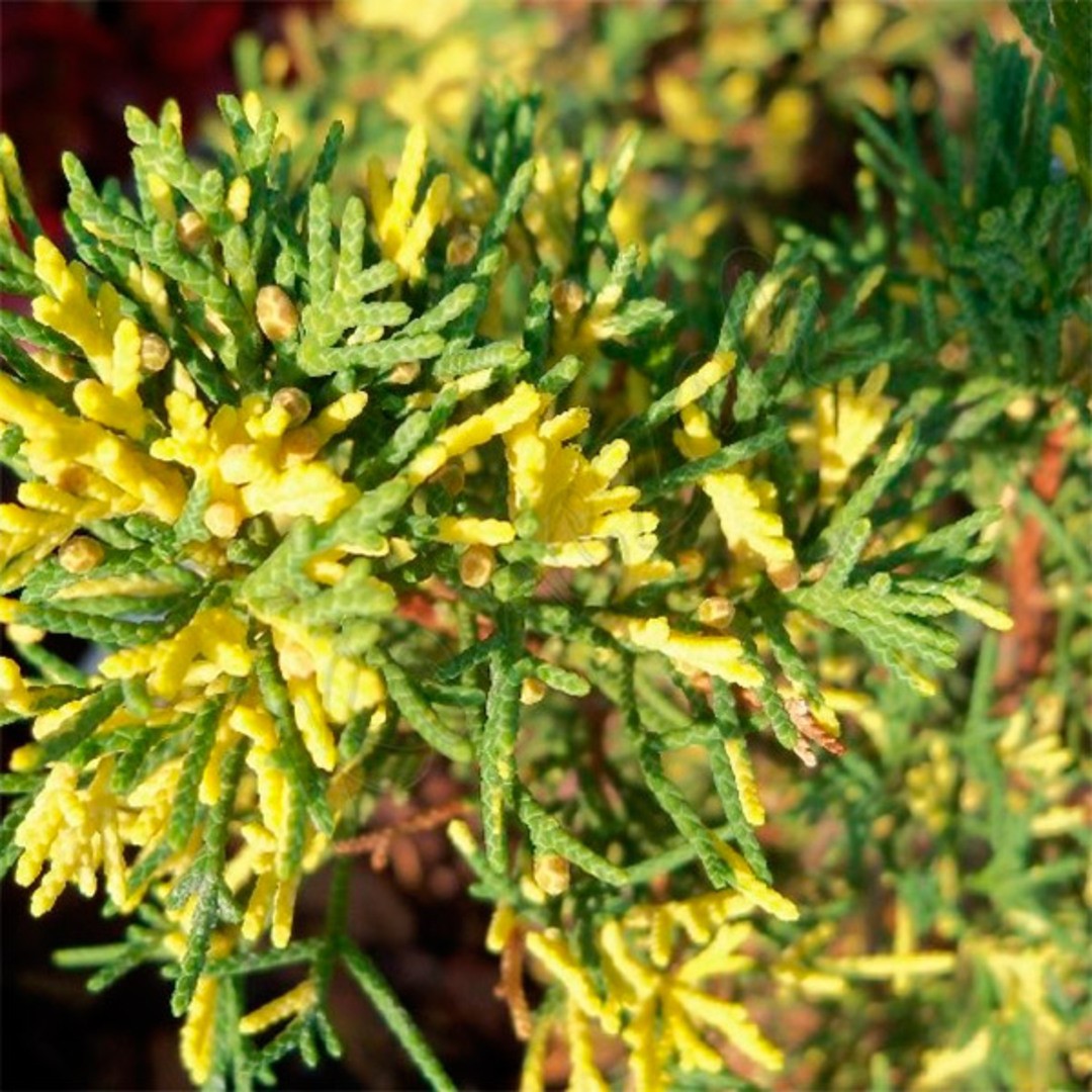 Можжевельник Plumosa Aureovariegata