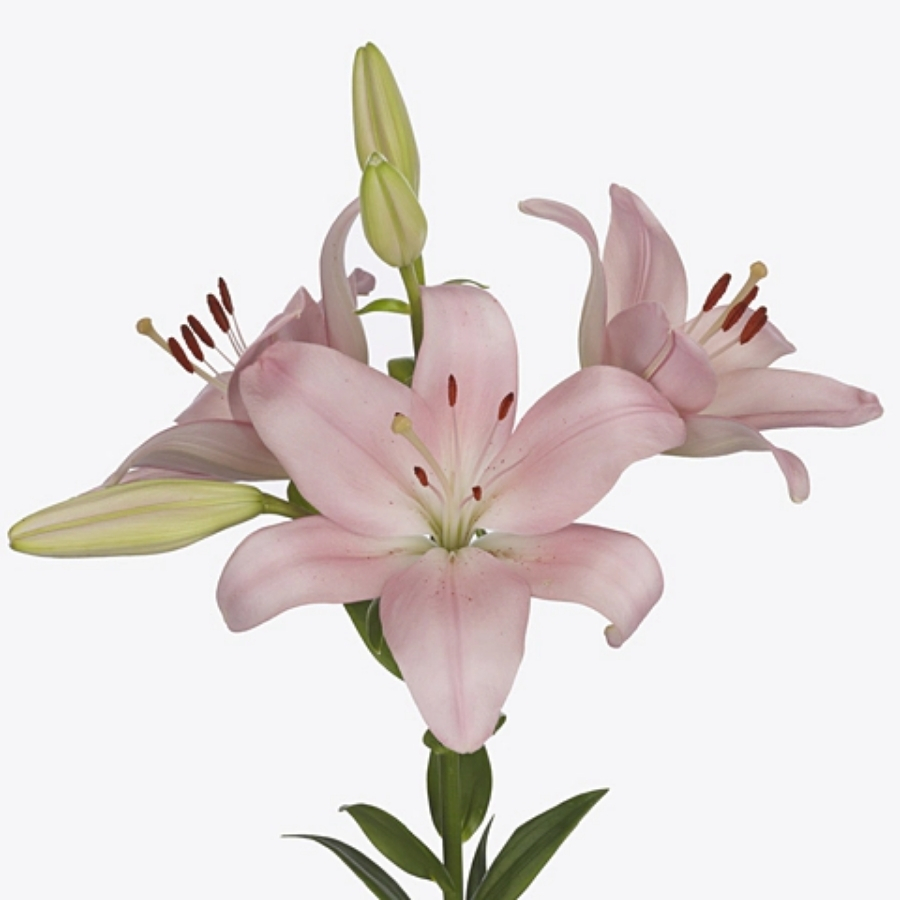 Лилия Пачано - Dolina-Sad.Ru