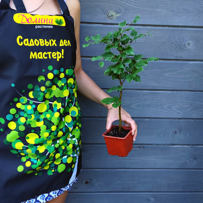 Бук европейский, С5 (80-100 см) - Dolina-Sad.Ru