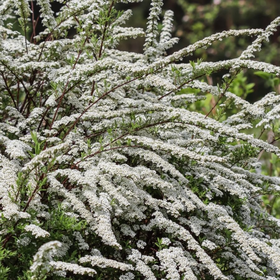 Спирея тунберга Спирея тунберга - Dolina-Sad.Ru