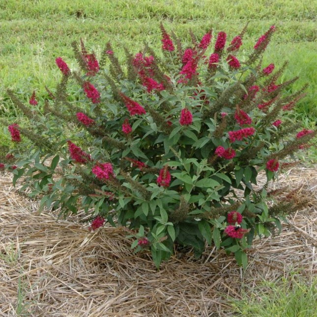 Буддлея Давида Buddleja davidii