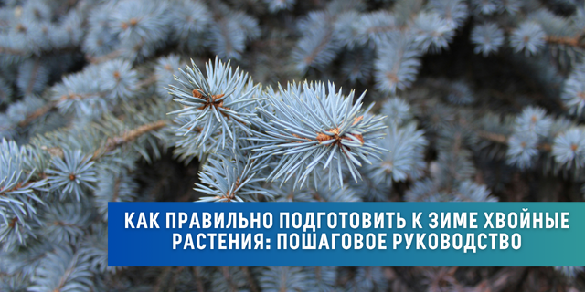 Как правильно подготовить к зиме хвойные растения: пошаговое руководство Как правильно подготовить к зиме хвойные растения: пошаговое руководство
