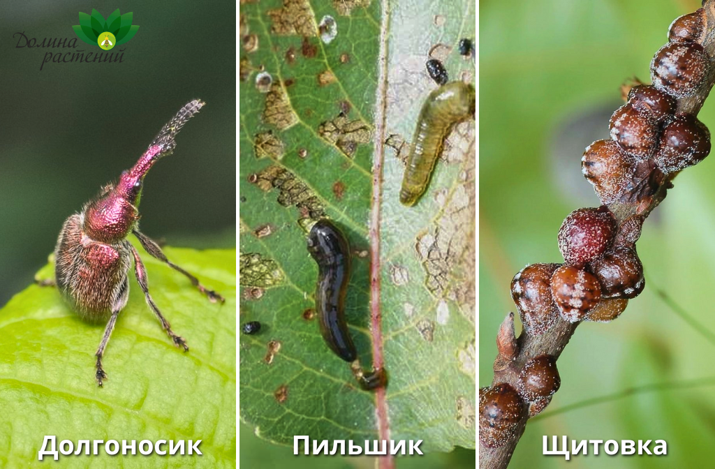 Вредители черной рябины и способы борьбы с ними