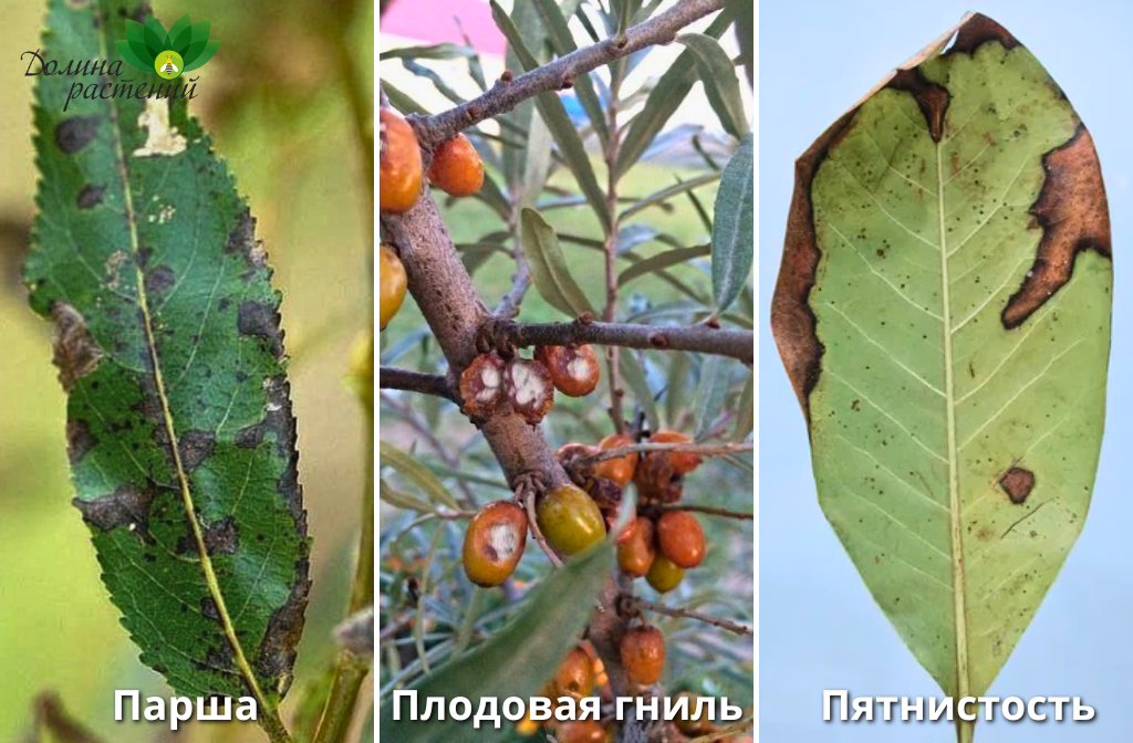 Частые болезни облепихи