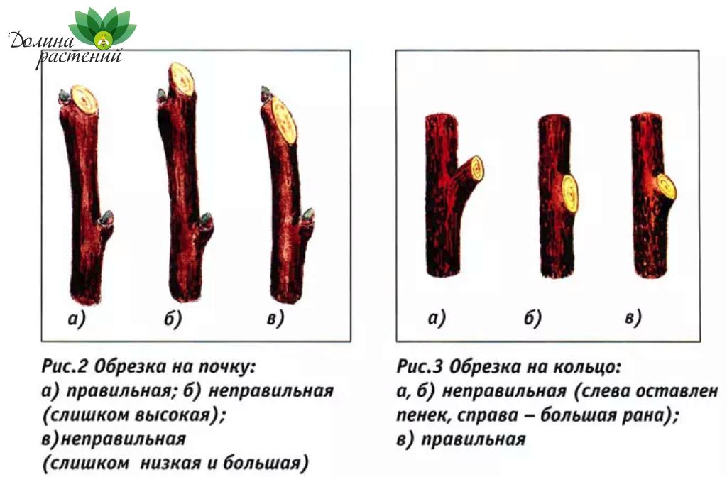 Техника подрезки