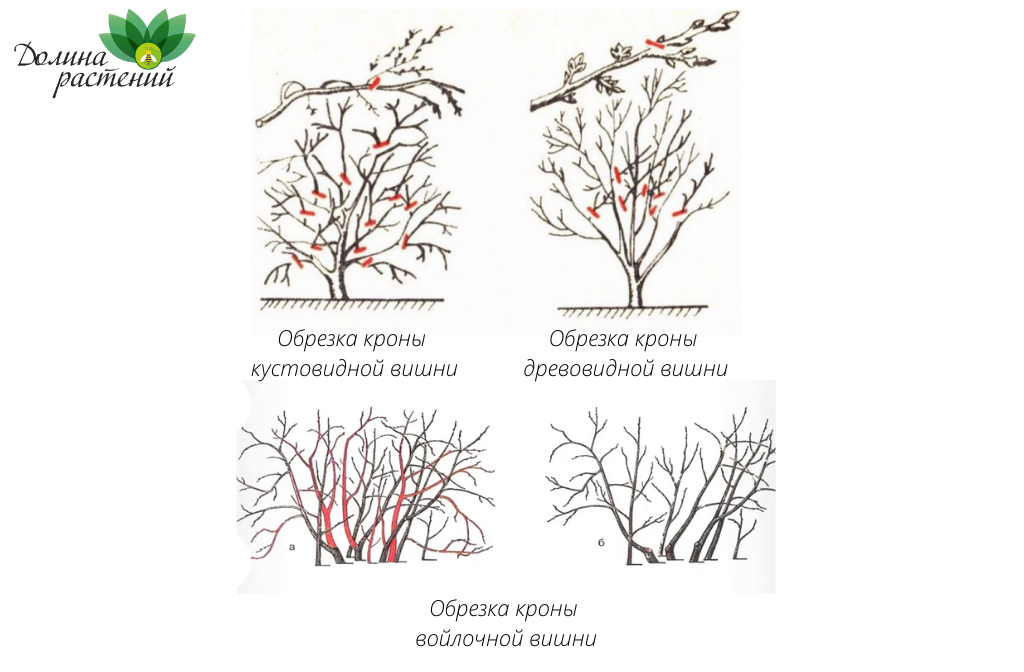 Обрезка вишни кустовой весной для начинающих в картинках