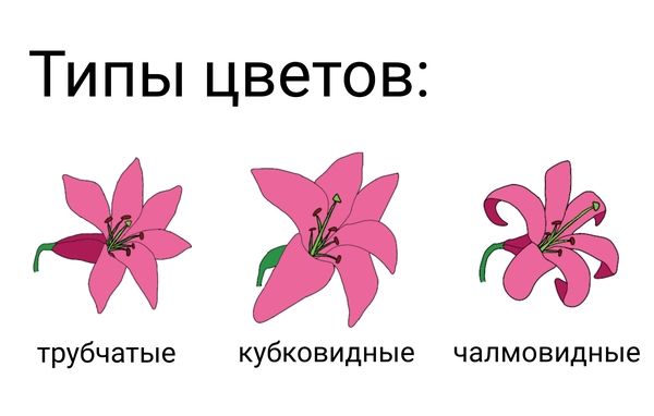 Классификация лилий по типу цветка