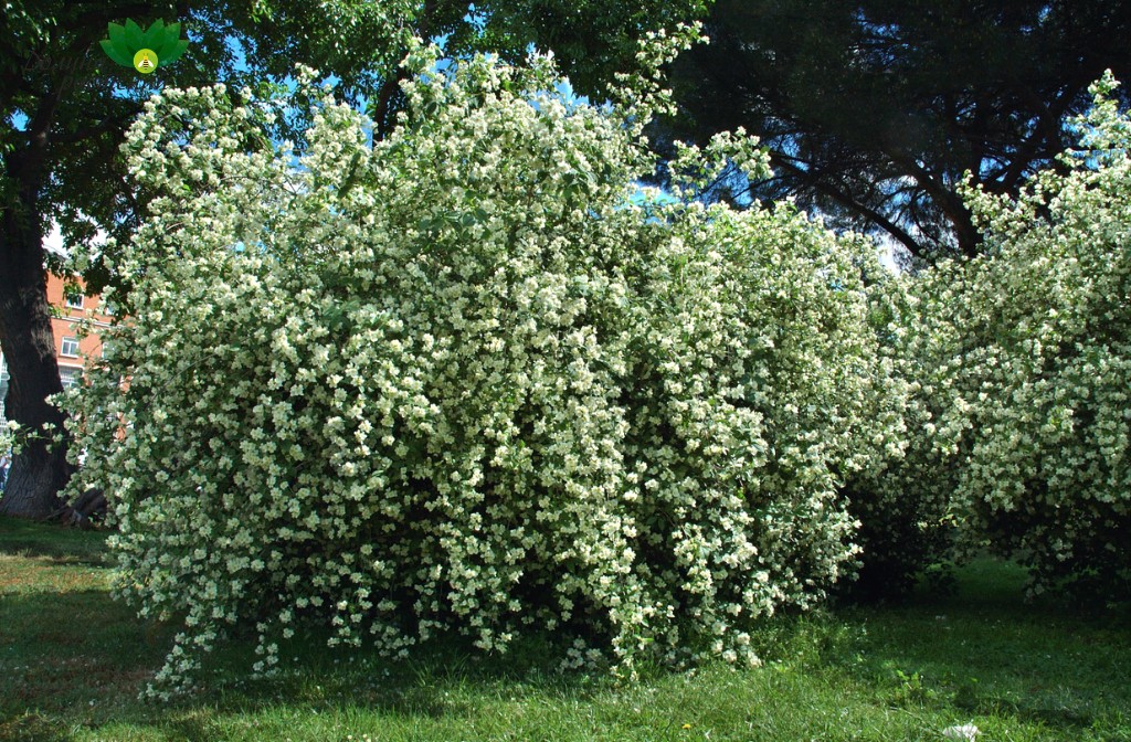 Жасмин дикий кустарник фото