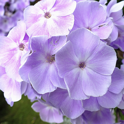 Флокс метельчатый "Cвит саммер кампакт лайлак виз ай" фото
