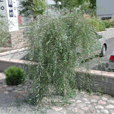 Ива пурпурная Пендула, С3 - Dolina-Sad.Ru