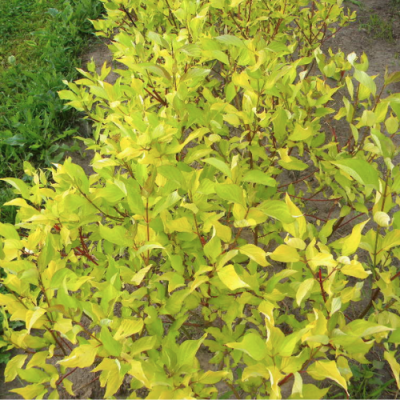 Дерен белый Ауреа, С3 - Dolina-Sad.Ru