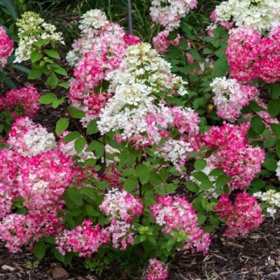 Гортензия метельчатая Даймонд Руж / Рендиа, С2 Гортензия метельчатая Даймонд Руж / Рендиа, С2 - Dolina-Sad.Ru