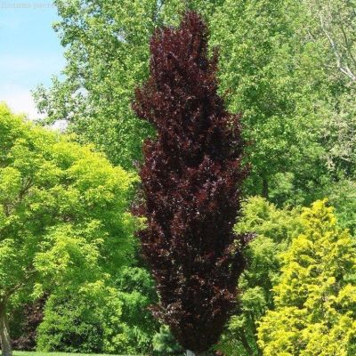 Бук Атропуницея, С5 (150-175 см) - Dolina-Sad.Ru