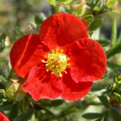 Лапчатка кустарниковая Ред Айс, С3 - Dolina-Sad.Ru