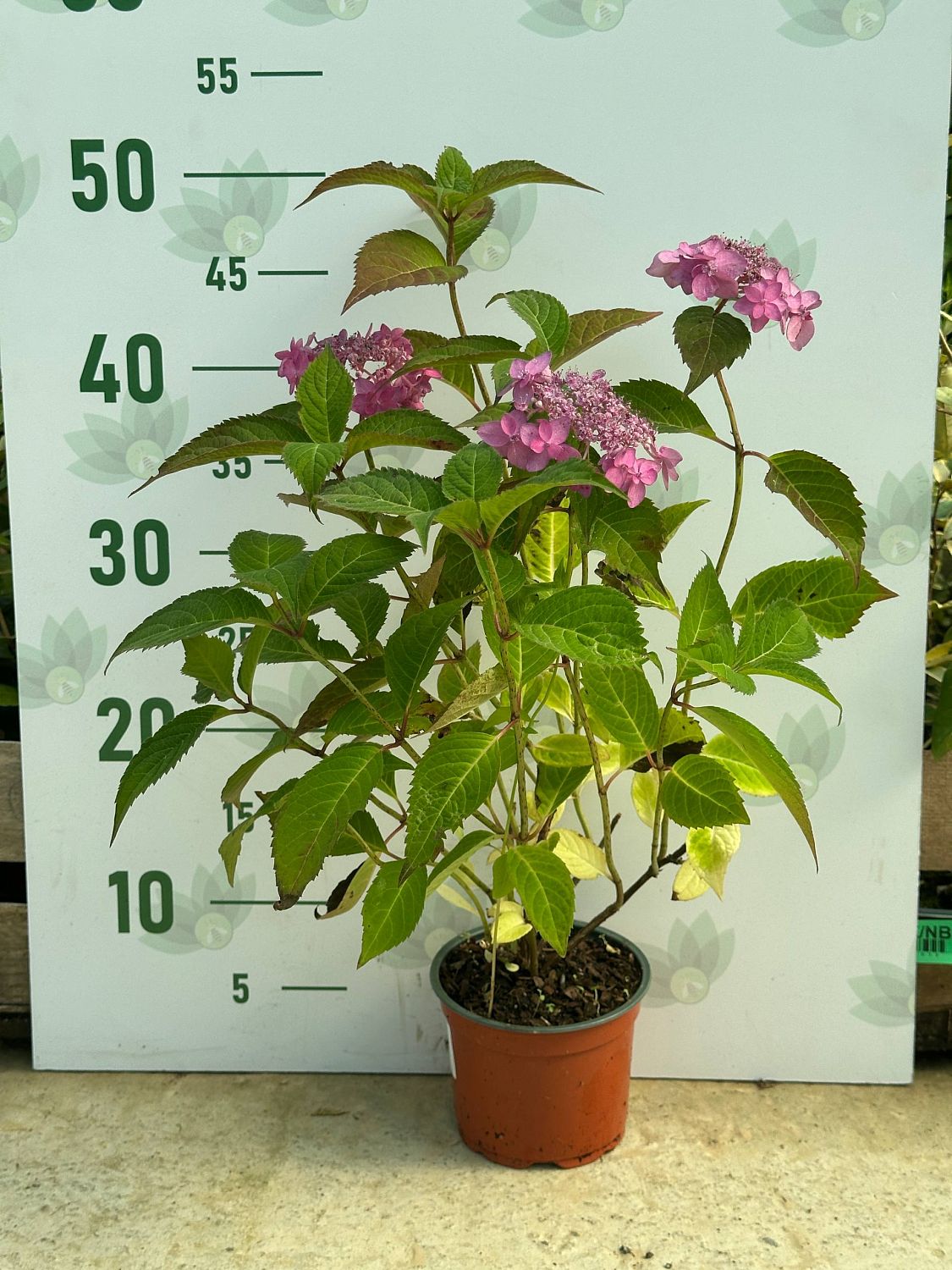 Гортензия пильчатая Морнинг Глори - Dolina-Sad.Ru