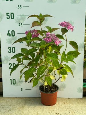 Гортензия пильчатая Морнинг Глори - Dolina-Sad.Ru