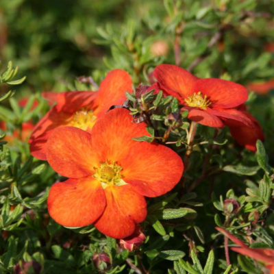 Лапчатка кустарниковая Мэрион Ред Робин, С3 - Dolina-Sad.Ru