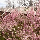 Сакура Розеа Плена Сакура Розеа Плена - Dolina-Sad.Ru