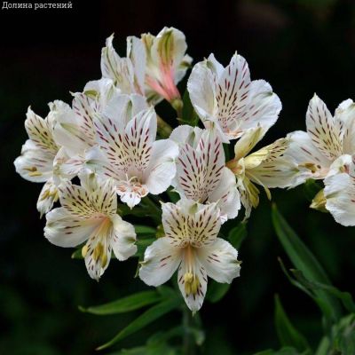 Альстромерия Венус - Dolina-Sad.Ru