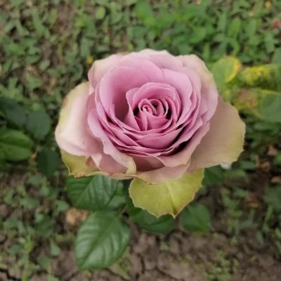 Роза Тиара в горшке - Dolina-Sad.Ru