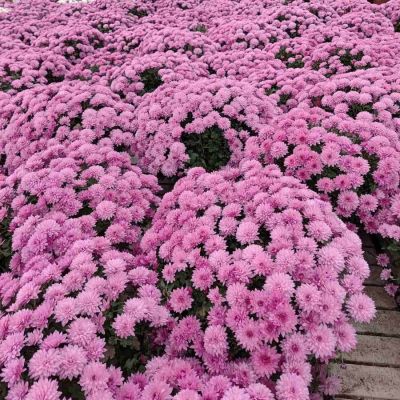 Хризантема мультифлора Пинк - Dolina-Sad.Ru