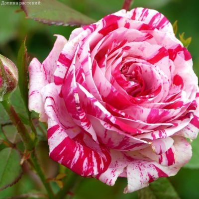 Роза Хайм Сатин в горшке - Dolina-Sad.Ru