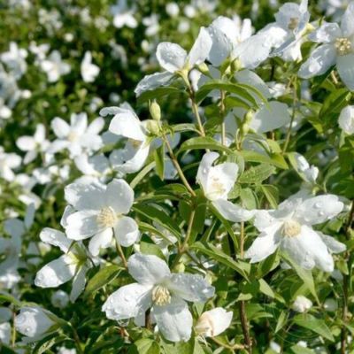 Чубушник Силберреген, С3 Чубушник Силберреген, С3 - Dolina-Sad.Ru