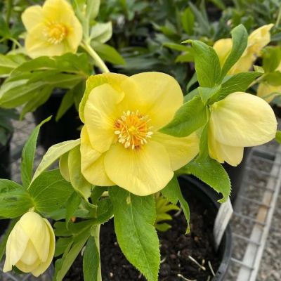 Морозник Анемон Супер Еллоу - Dolina-Sad.Ru