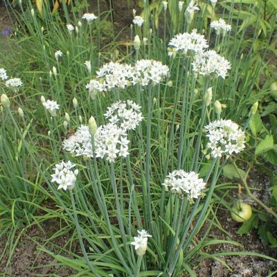 Аллиум китайский Клифс оф Довер Аллиум китайский Клифс оф Довер - Dolina-Sad.Ru