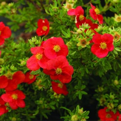 Лапчатка кустарниковая Ред Айс, С3 - Dolina-Sad.Ru