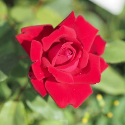 Роза Руби Вединг в горшке - Dolina-Sad.Ru