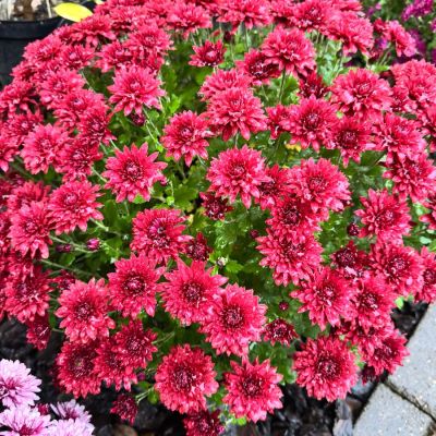 Хризантема мультифлора Бранхил Ред - Dolina-Sad.Ru