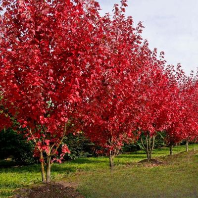 Клен татарский Гиннала, С3 - Dolina-Sad.Ru