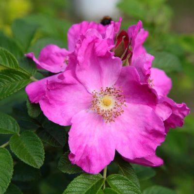 Роза морщинистая Рубра, С3 - Dolina-Sad.Ru