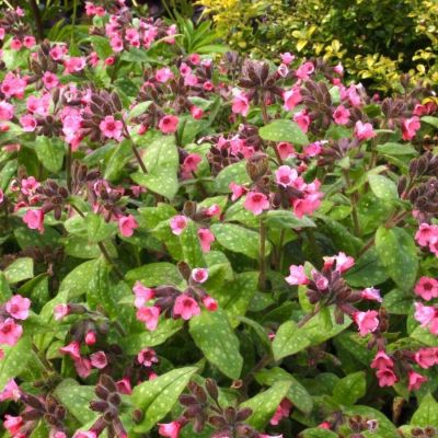 Медуница сахаратная Дора Белефелд - Dolina-Sad.Ru