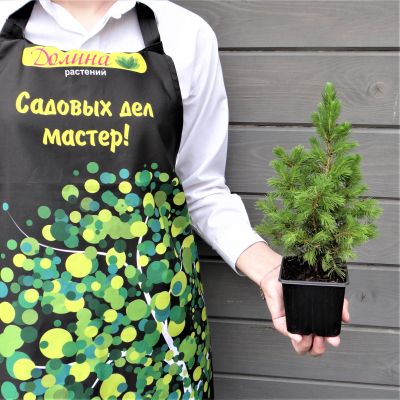 Ель сизая Коника Десембер фото