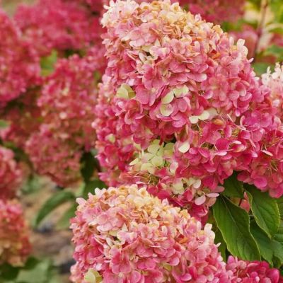 Гортензия метельчатая Краса Лесково, С3 - Dolina-Sad.Ru